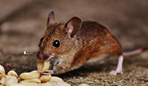 24 Hour & Emergency Exterminators in Appleton, CO